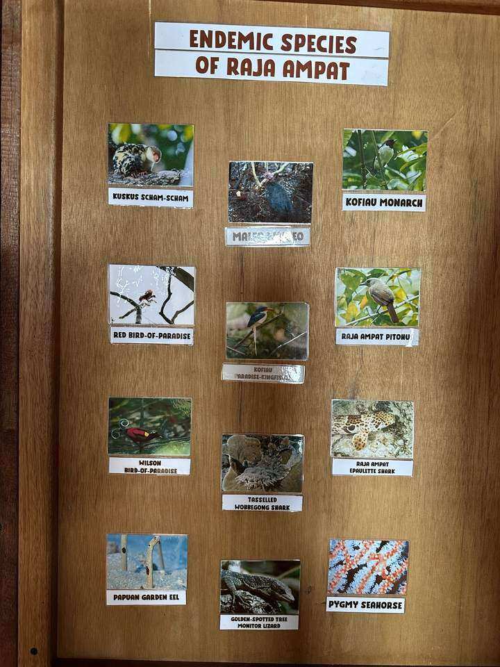 Schautafel mit Fotos der endemischen Tierarten von Raja Ampat
